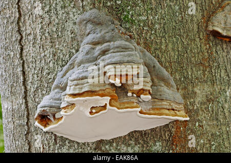 Hoof Champignon ou l'Amadou (champignon Fomes fomentarius), Gueldre, Pays-Bas Banque D'Images