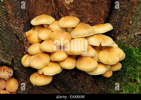 Touffe de soufre ou en cluster (Woodlover Hypholoma fasciculare), Gueldre, Pays-Bas Banque D'Images