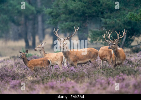 Red Deer (Cervus elaphus) dans un champ, le Parc national Hoge Veluwe, Gueldre, Pays-Bas Banque D'Images