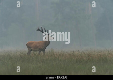 Red Deer (Cervus elaphus), le Parc national Hoge Veluwe, Gueldre, Pays-Bas Banque D'Images