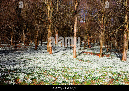 Perce-neige février dans un bois de hêtre Jane Ann Butler Photography JABP1182 Banque D'Images