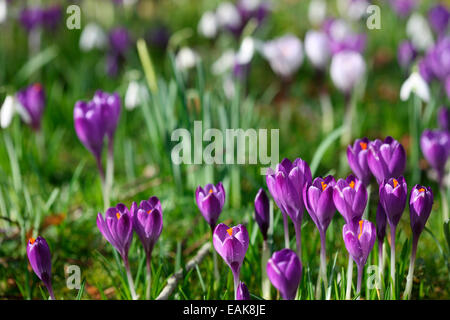 Février ravissant crocus et perce-neige Jane Ann Butler Photography JABP1194 Banque D'Images