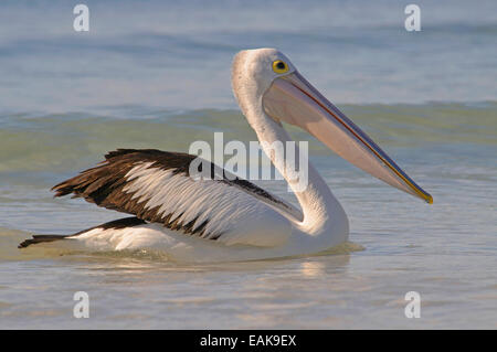 Pelican (Pelecanus conspicillatus australienne), Kangaroo Island, Australie du Sud, Australie Banque D'Images