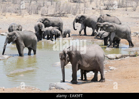 Bush de l'Afrique de l'éléphant (Loxodonta africana) de boire à l'étang de Moringa, avec des veaux, Etosha National Park, près de l'Halali Banque D'Images