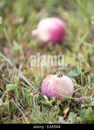 Deux pommes tombées sur l'herbe d'automne humide Banque D'Images