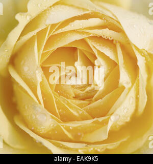 Close up of yellow rose avec des gouttes de pluie dans le jardin Banque D'Images