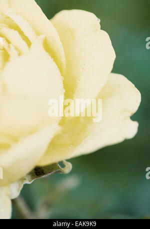 Close up of yellow rose avec des gouttes de pluie dans le jardin Banque D'Images