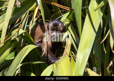 À TOUFFETER, Capucin, le capucin à tête noire ou broche Monkey (apella cebus), nourrissons assis dans un palm, Northwood, Christchurch Banque D'Images