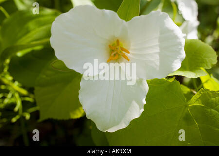 Service de l'Ouest Robin, du Pacifique ou de l'ouest Trillium trille blanc (Trillium ovatum), fleur, Province de Québec, Canada Banque D'Images