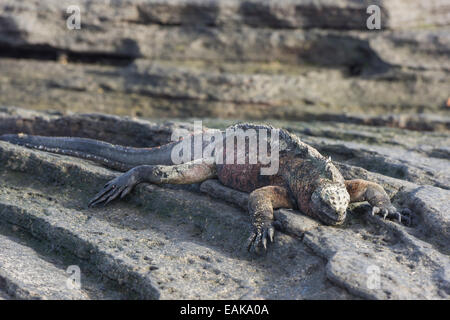 Iguane marin (Amblyrhynchus cristatus), l'île de San Salvador, Équateur, Îles Galápagos Banque D'Images