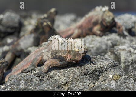 Iguane marin (Amblyrhynchus cristatus), l'île de San Salvador, Équateur, Îles Galápagos Banque D'Images