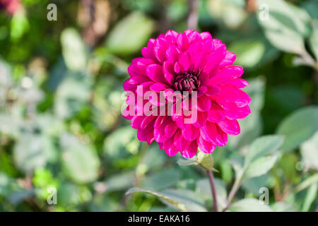 Les fleurs d'un dahlia 'Purple Flame' Banque D'Images