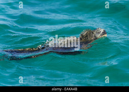 Iguane marin (Amblyrhynchus cristatus) nager dans la mer, l'île Isabela, Équateur, Îles Galápagos Banque D'Images