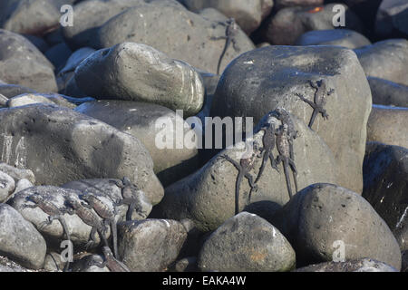 Iguanes marins (Amblyrhynchus cristatus) sur les roches, Española Island, Îles Galápagos, Équateur Banque D'Images