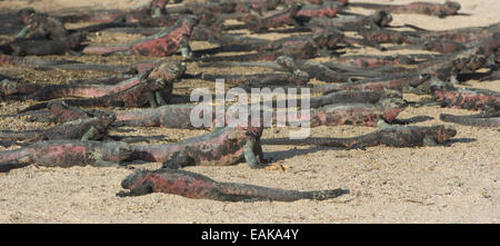 Iguanes marins (Amblyrhynchus cristatus) sur une plage de sable fin, l'Île Española, Îles Galápagos, Équateur Banque D'Images