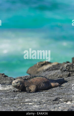 Iguane marin (Amblyrhynchus cristatus), l'île de San Cristóbal, Îles Galápagos, Équateur Banque D'Images