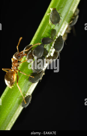 Les pucerons (Aphidoidea) être exploités par une fourmi (Formidicae), les insectes utiles et nuisibles, macro shot, Bade-Wurtemberg, Allemagne Banque D'Images