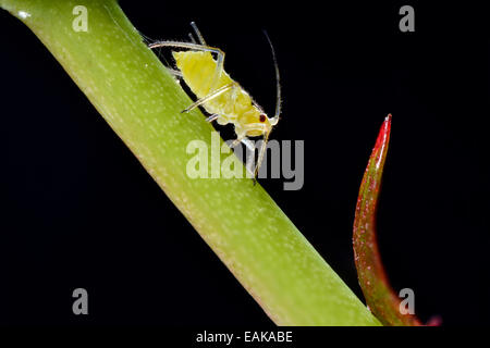 Grande Rose (puceron Macrosiphum rosae), Pest, sur une rose (Rosa), macro shot, Bade-Wurtemberg, Allemagne Banque D'Images