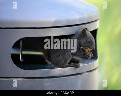 L'écureuil roux (Sciurus vulgaris), melanistic animal au pelage noir, assis dans une poubelle et de manger les gommes Cola bouteille de vin, des déchets Banque D'Images