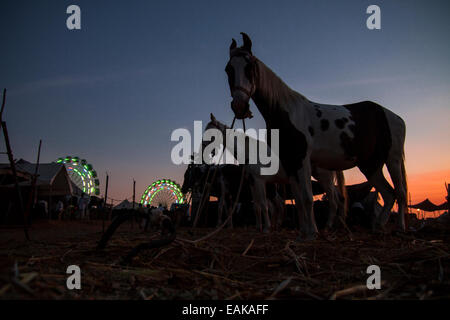 Chevaux à Pushkar durant la foire de chameau Banque D'Images