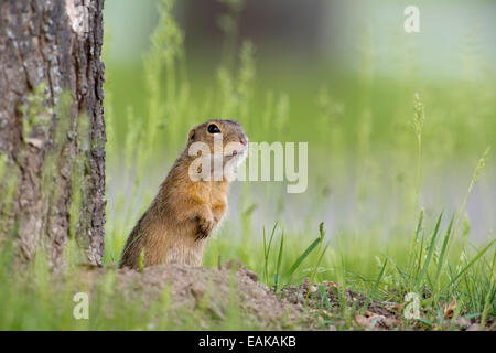 European (Spermophilus citellus) à côté de den, Burgenland, Autriche Banque D'Images