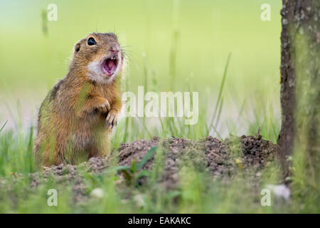 European (Spermophilus citellus) à côté de den, cri d'alerte, appelant, Burgenland, Autriche Banque D'Images