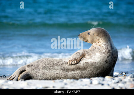 Phoque gris (Halichoerus grypus) sur la plage, l'île de Helgoland, Schleswig-Holstein, Allemagne Banque D'Images