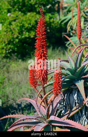 L'aloès (Aloe sp.), Lambert's Bay, Western Cape, Afrique du Sud Banque D'Images