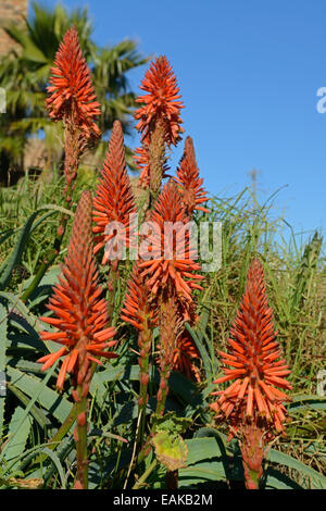 L'aloès (Aloe sp.), Lambert's Bay, Western Cape, Afrique du Sud Banque D'Images