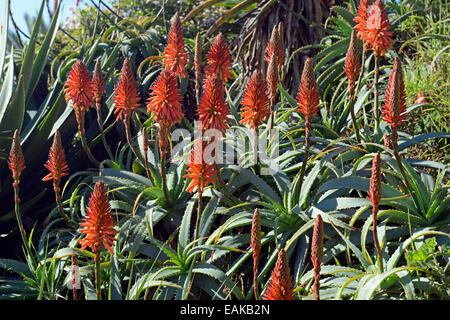 L'aloès (Aloe sp.), Lambert's Bay, Western Cape, Afrique du Sud Banque D'Images