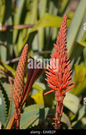 L'aloès (Aloe sp.), Lambert's Bay, Western Cape, Afrique du Sud Banque D'Images