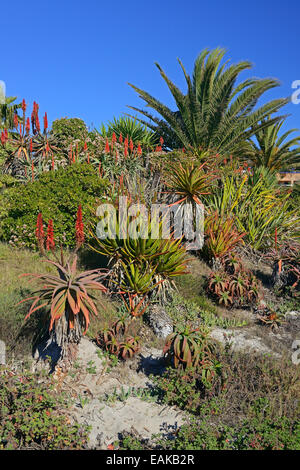 Différents types de l'Aloès (Aloe sp.), Lambert's Bay, Western Cape, Afrique du Sud Banque D'Images