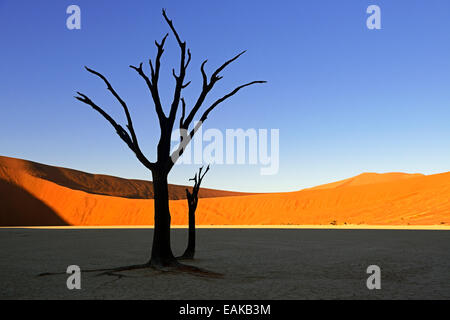 Camel thorn arbres (Acacia erioloba), se découpant dans la lumière du matin, Deadvlei, Sossusvlei, Désert du Namib, le parc de Namib Naukluft Banque D'Images