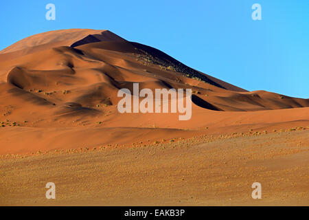 D'immenses dunes de sable dans la lumière du matin, Sossusvlei, Désert du Namib, le Namib Naukluft Park, Namibie Banque D'Images