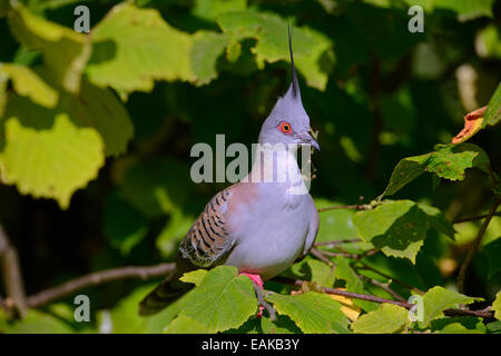 (Ocyphaps lophotes Crested Pigeon), originaire de l'Australie, Mecklembourg-Poméranie-Occidentale, Allemagne Banque D'Images