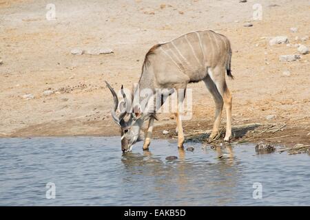 Grand Koudou (Tragelaphus strepsiceros) boire à un étang, Etosha National Park, Namibie Banque D'Images