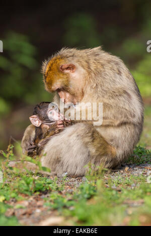 Macaque de Barbarie (Macaca sylvanus), les nourrissons allaités, captive Banque D'Images