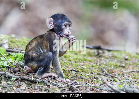 Macaque de Barbarie (Macaca sylvanus), nourrissons, captive Banque D'Images