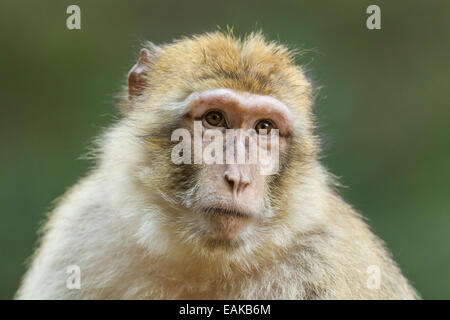 Macaque de Barbarie (Macaca sylvanus), adulte, captive Banque D'Images