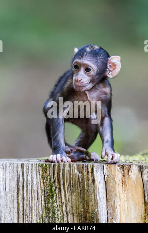 Macaque de Barbarie (Macaca sylvanus), les jeunes, les autochtones au Maroc, captive Banque D'Images