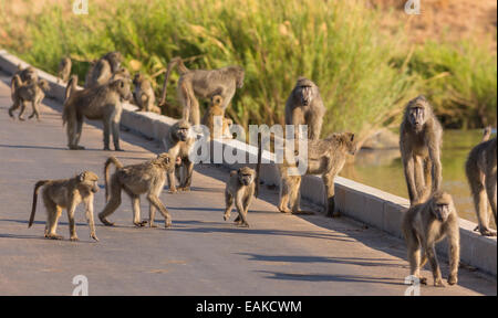 Le parc national Kruger, AFRIQUE DU SUD - troupe de babouins sur pont routier sur la rivière. Banque D'Images