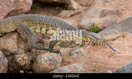 Le parc national Kruger, AFRIQUE DU SUD - moniteur du Nil (Varanus niloticus) sur les roches. Banque D'Images