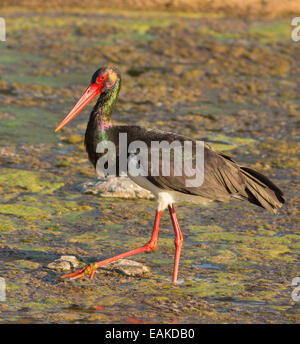 Le parc national Kruger, AFRIQUE DU SUD - La cigogne noire. Banque D'Images