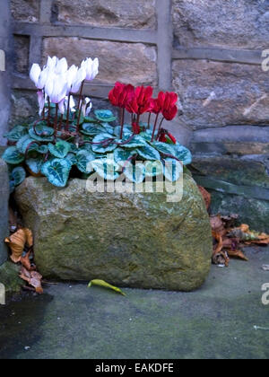 Un creux en pierre d'origine le semoir plein de cyclamens en pleine floraison Banque D'Images