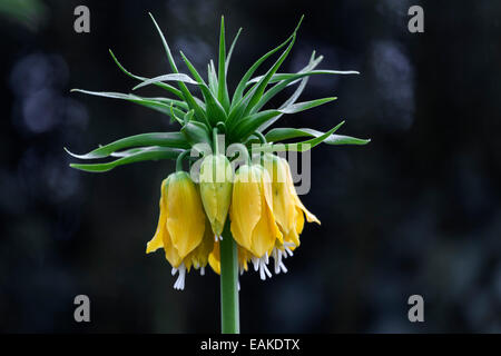 Couronne impériale (Fritillaria imperialis), jaune, fleurs de Mainau, Bade-Wurtemberg, Allemagne Banque D'Images