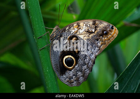 Le géant de la forêt (Caligo eurilochus papillon Hibou), Mainau, Bade-Wurtemberg, Allemagne Banque D'Images