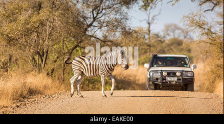 Le parc national Kruger, AFRIQUE DU SUD - Zebra et chariot sur chemin de terre. Banque D'Images