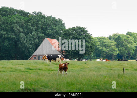 La ferme les vaches à l'Achterhoek en Hollande Banque D'Images