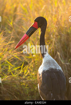 Le parc national Kruger, AFRIQUE DU SUD - Saddle-billed stork en herbe. Banque D'Images