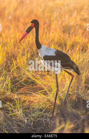 Le parc national Kruger, AFRIQUE DU SUD - Saddle-billed stork dans l'herbe au petit matin. Banque D'Images